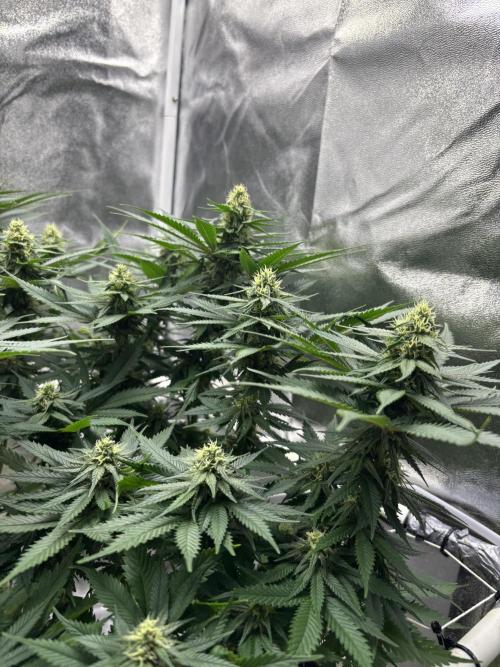 Gohstberry. Week 13