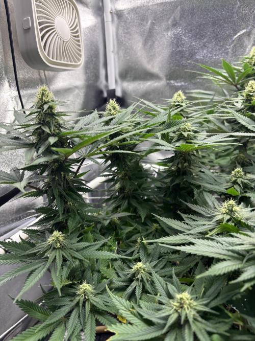 Gohstberry. Week 13