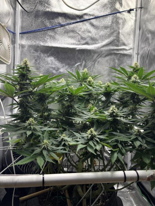 Gohstberry. Week 13