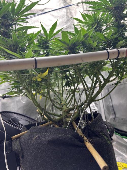 Gohstberry. Week 13