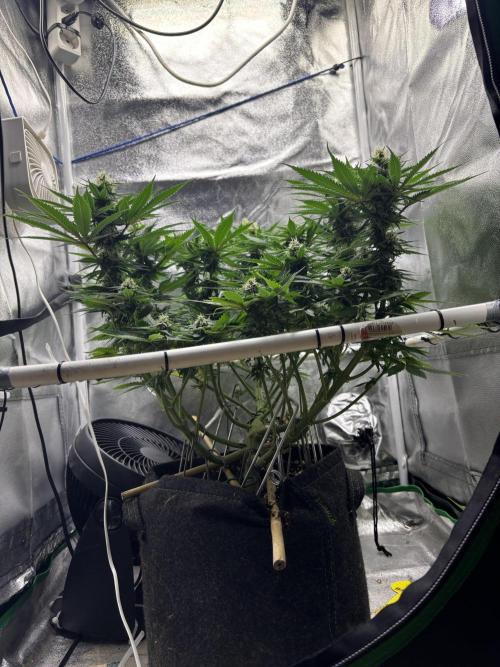 Gohstberry. Week 13