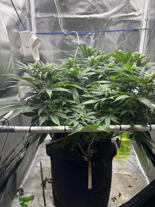 Gohstberry. Week 13