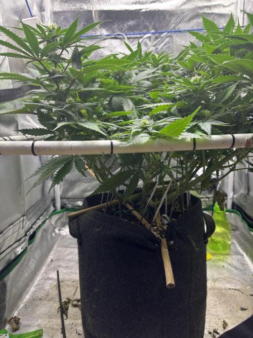 Gohstberry. Week 13