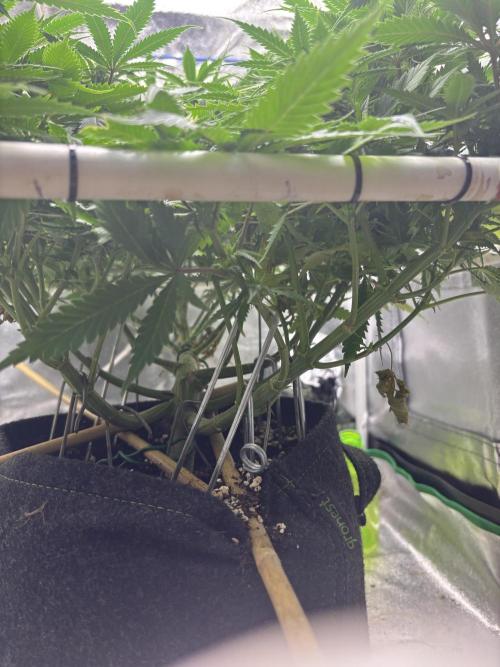 Gohstberry. Week 13