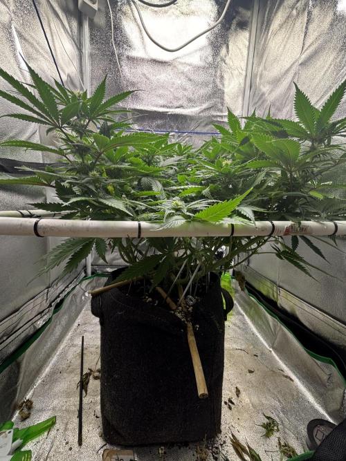 Gohstberry. Week 13