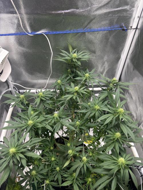 Gohstberry. Week 13