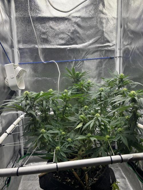 Gohstberry. Week 13