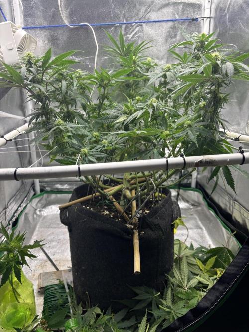 Gohstberry. Week 13
