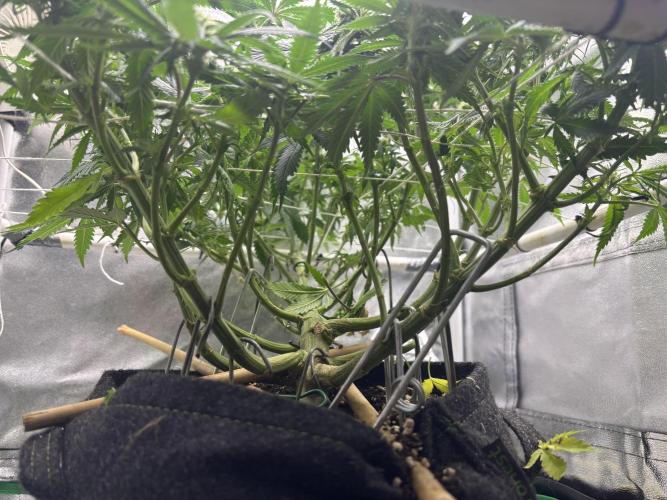 Gohstberry. Week 13