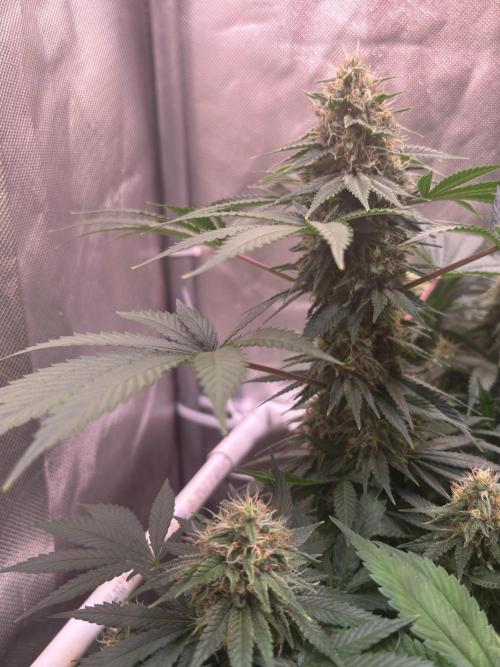 Orange. Week 13