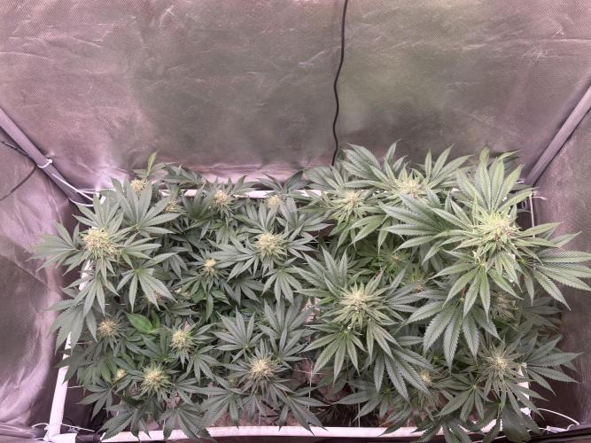 Orange. Week 13
