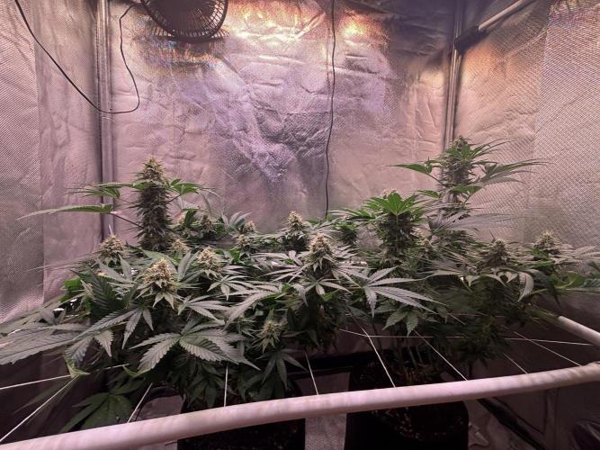 Orange. Week 13