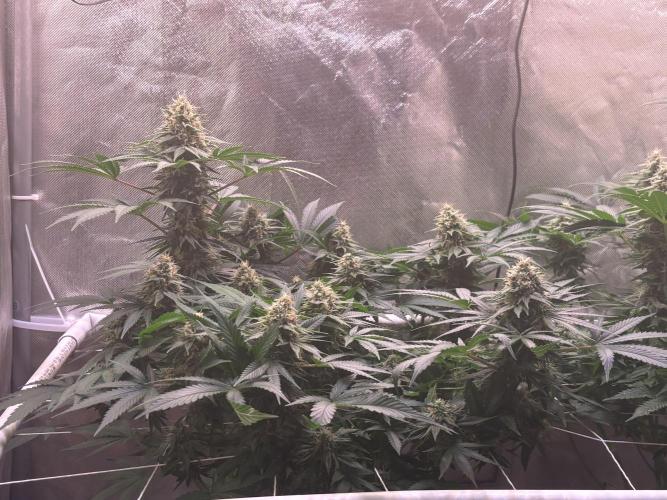 Orange. Week 13