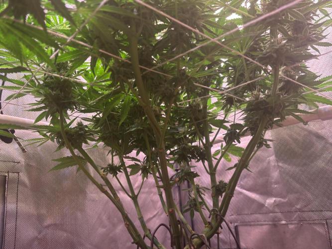 Orange. Week 13