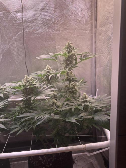 Orange. Week 13