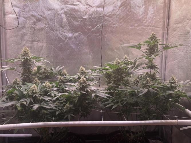 Orange. Week 13