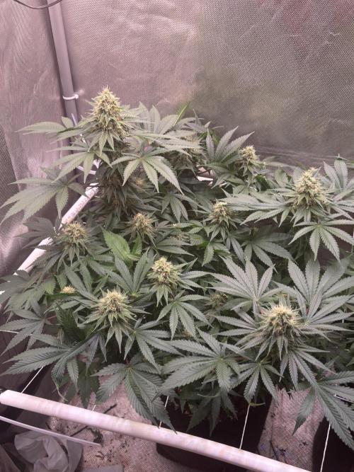 Orange. Week 13
