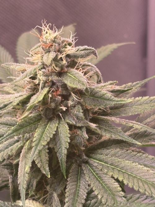 Orange. Week 13
