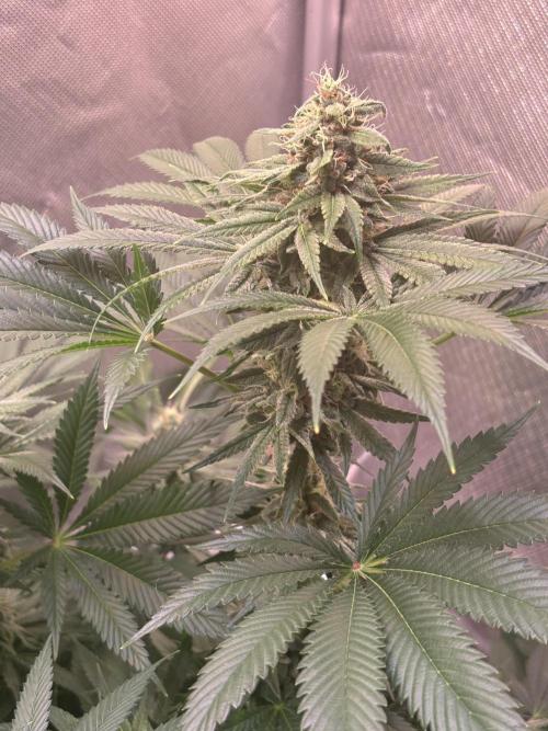 Orange. Week 13