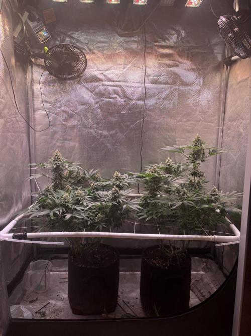 Orange. Week 13