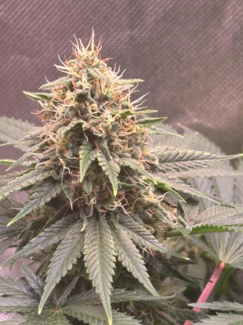 Orange Ooze. Week 13