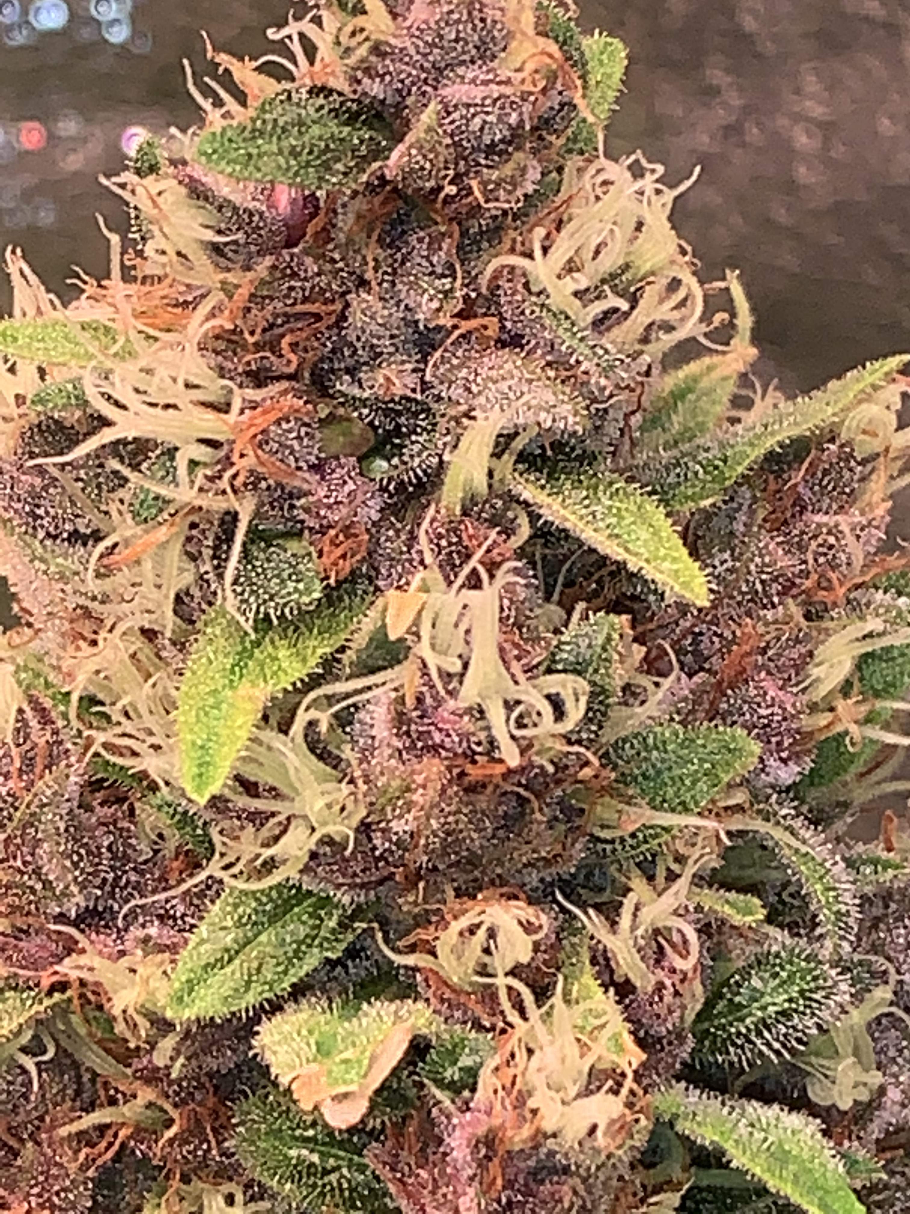 Zamnesia Seeds Purple Punch grow diary (journal) week12 by Barakuda