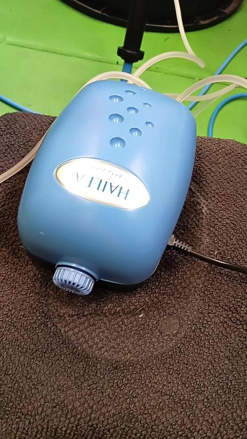 Toffee Pudding Auto// Puraplants- Autopot