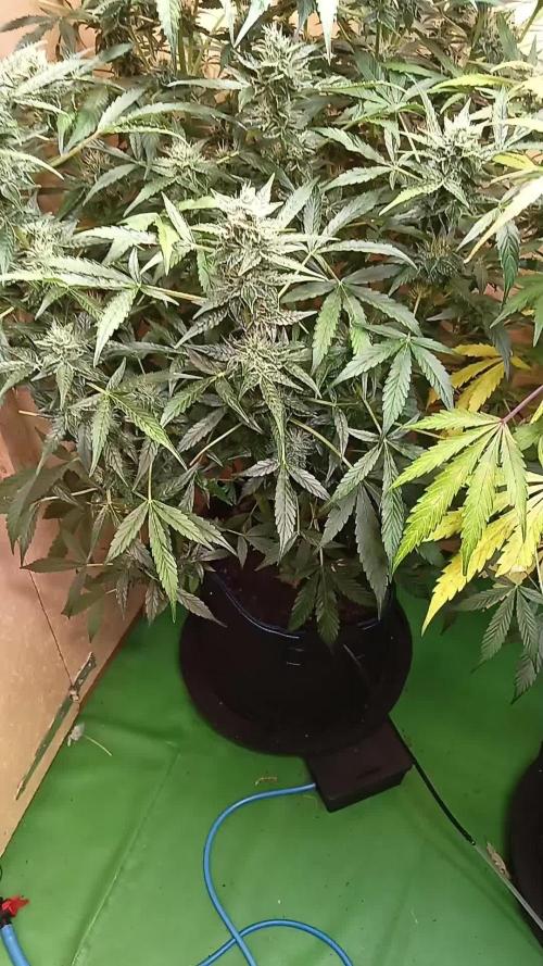 Toffee Pudding Auto// Puraplants- Autopot