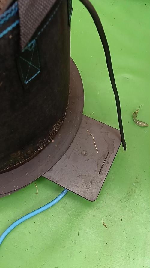 Toffee Pudding Auto// Puraplants- Autopot