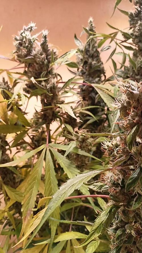 Toffee Pudding Auto// Puraplants- Autopot