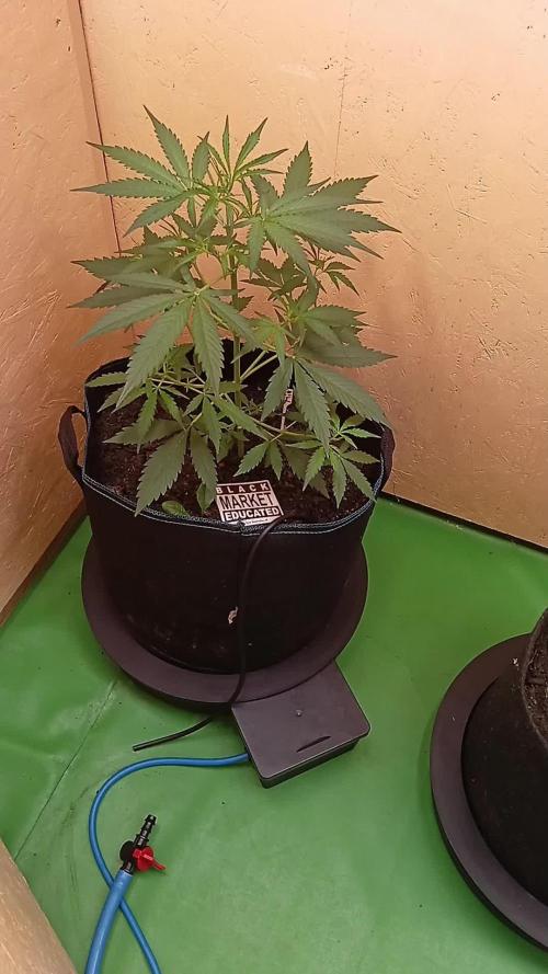 PurplematicCBD // Biotabs// Autopot