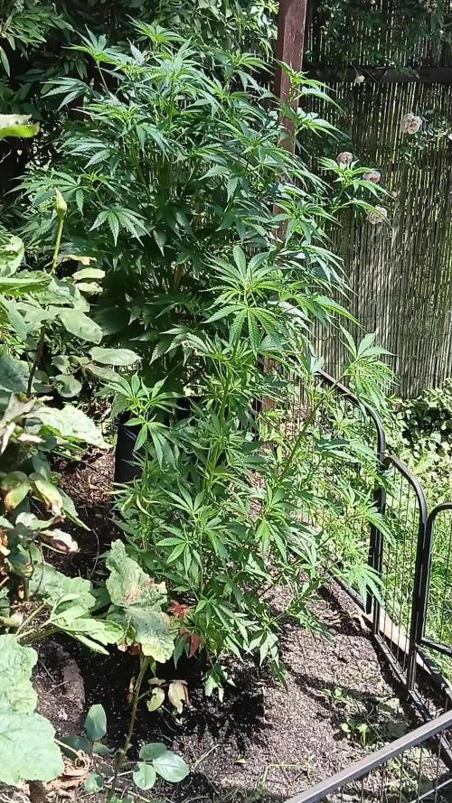 OUTDOOR 25 - the beloved Honey Cream