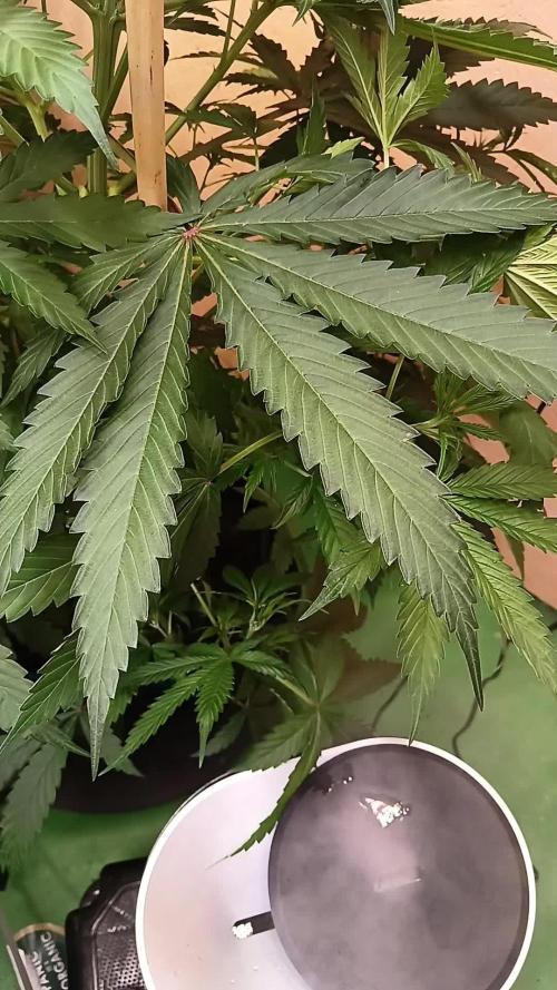 Mimosa Automatic // AUTOPOT// BIotabs