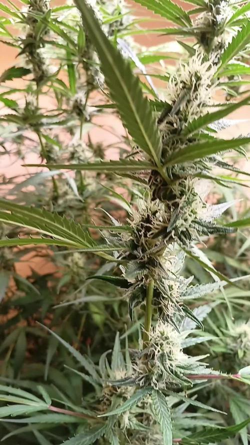 Mimosa Automatic // AUTOPOT// BIotabs