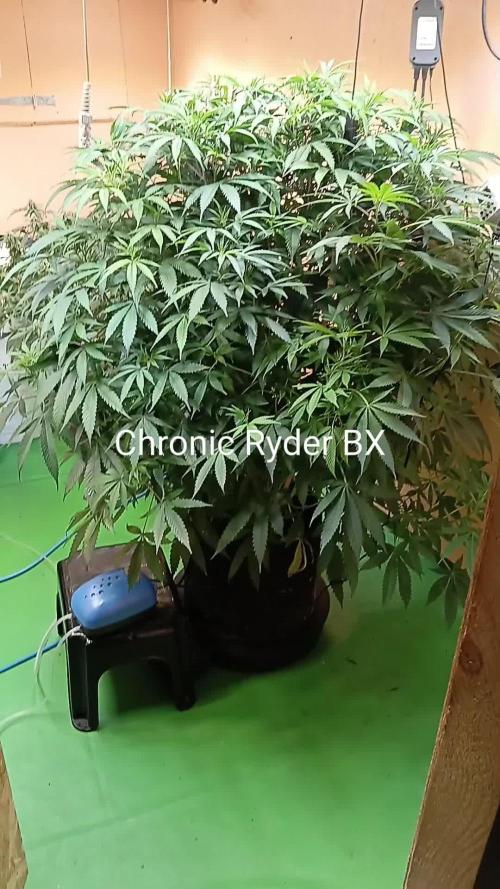 Gaia F1 /7 Autopot// Biotabs