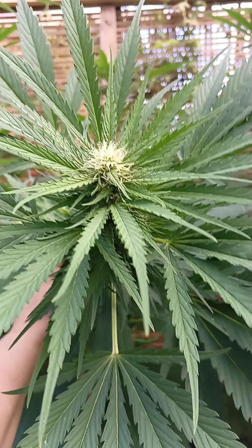 Delicious Outdoor Growing Contest 2025