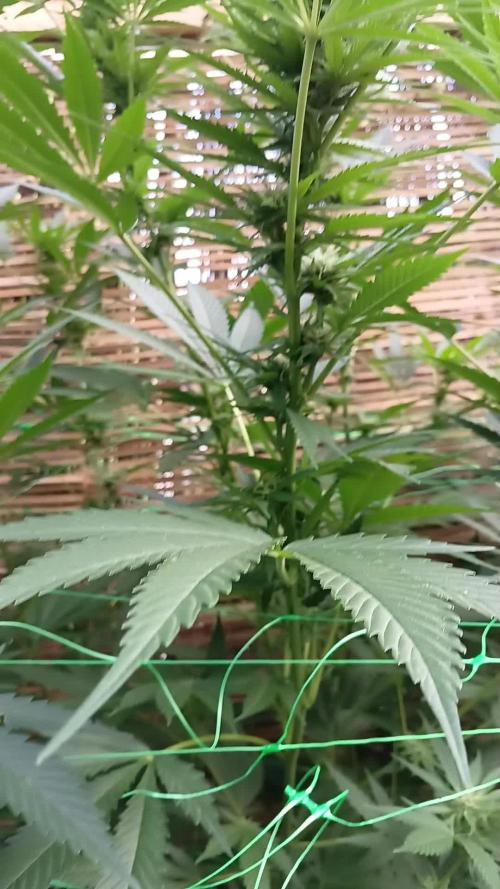 Dutch Passion Growing Competition 2025