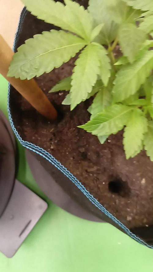 Autopot+Biotabs vs. Photoperiods #3