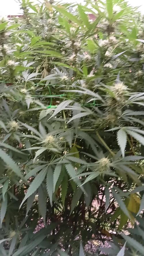 OUTDOOR 25 - the beloved Honey Cream