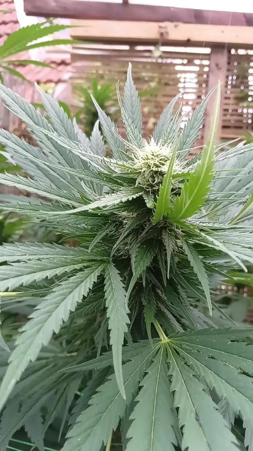 Delicious Outdoor Growing Contest 2025