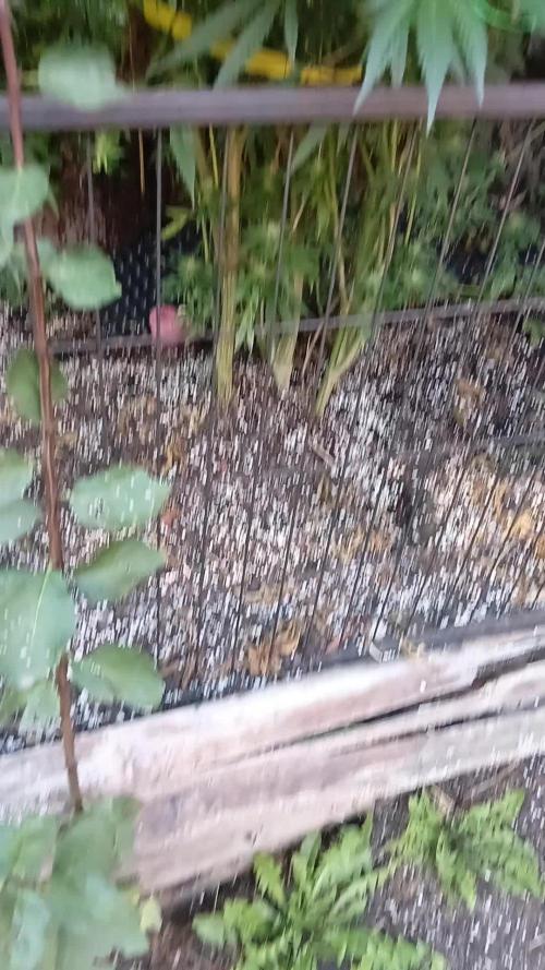 OUTDOOR 25 - the beloved Honey Cream