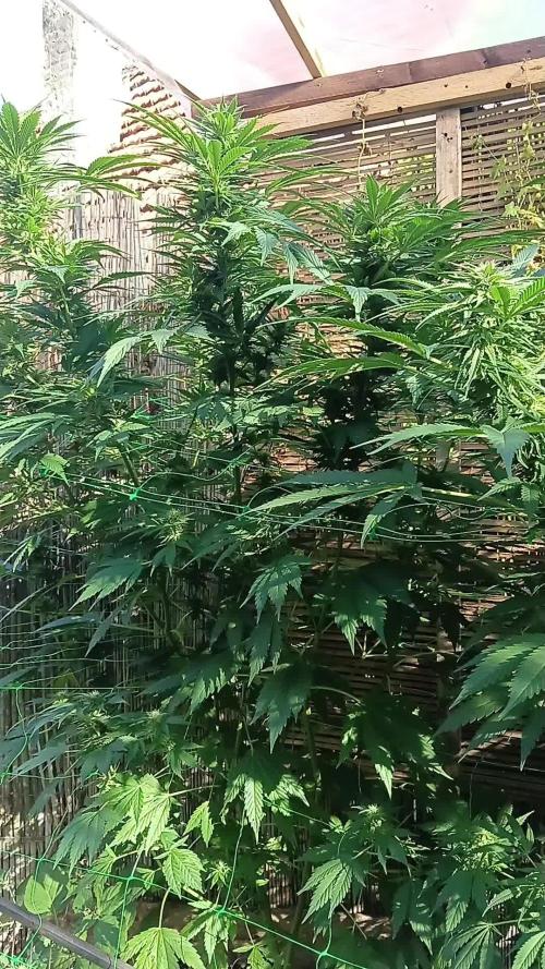 Delicious Outdoor Growing Contest 2025