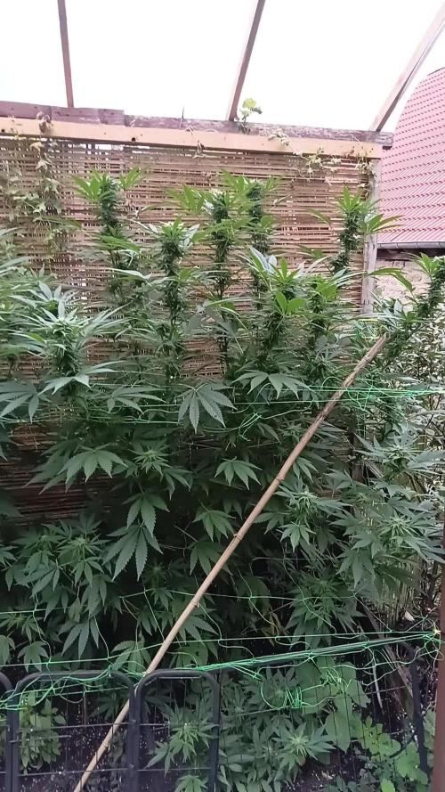 Dutch Passion Growing Competition 2025