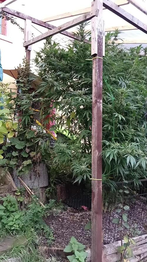 OUTDOOR 25 - the beloved Honey Cream