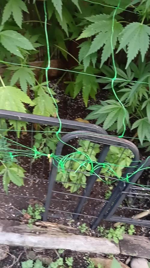 Delicious Outdoor Growing Contest 2025