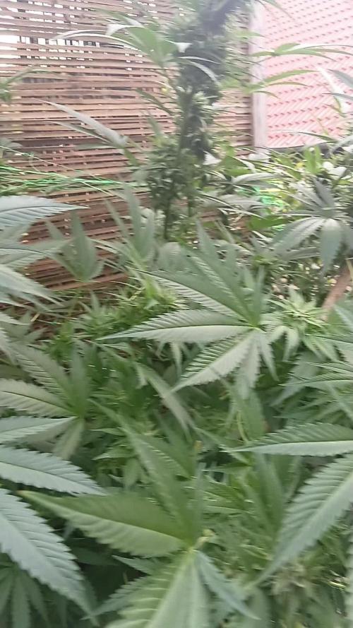 Dutch Passion Growing Competition 2025