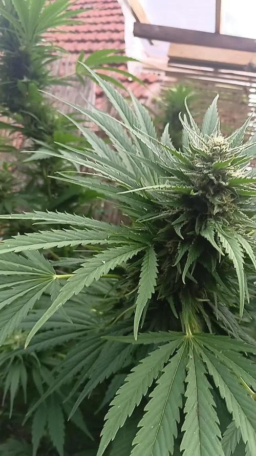 Delicious Outdoor Growing Contest 2025