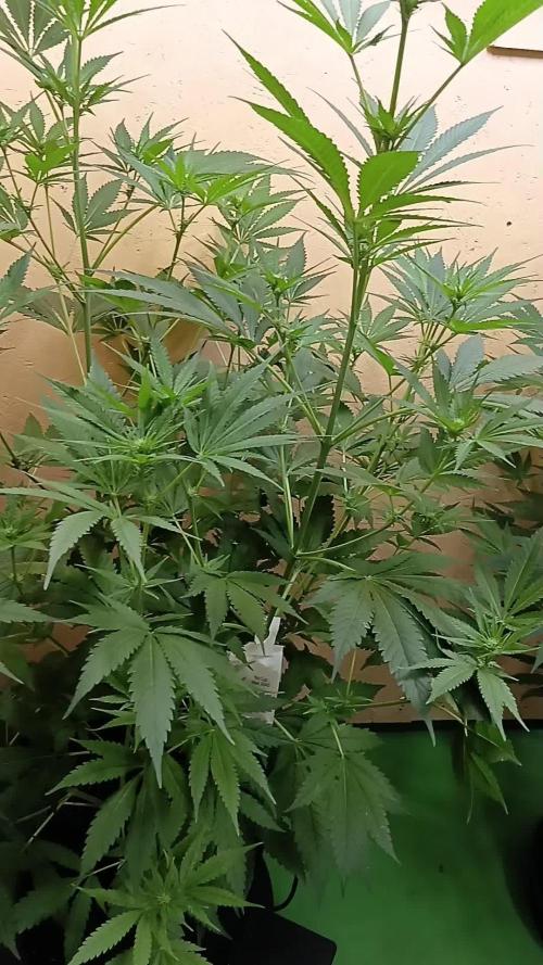 Autopot+Biotabs vs. Photoperiods #1