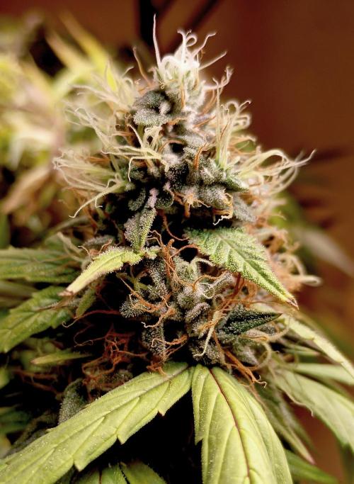 Joint Doctor know Best. Week 16