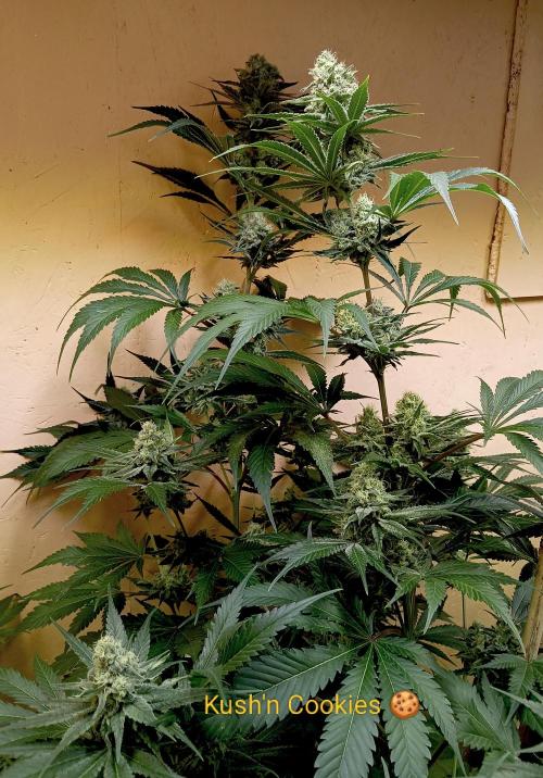 Autopot+Biotabs vs. Photoperiods #1. Week 11